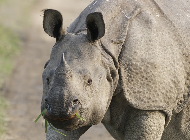 Assam State Animal - One Horned Rhinoceros - NE Greens